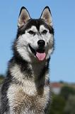 SIBERIAN HUSKY 683